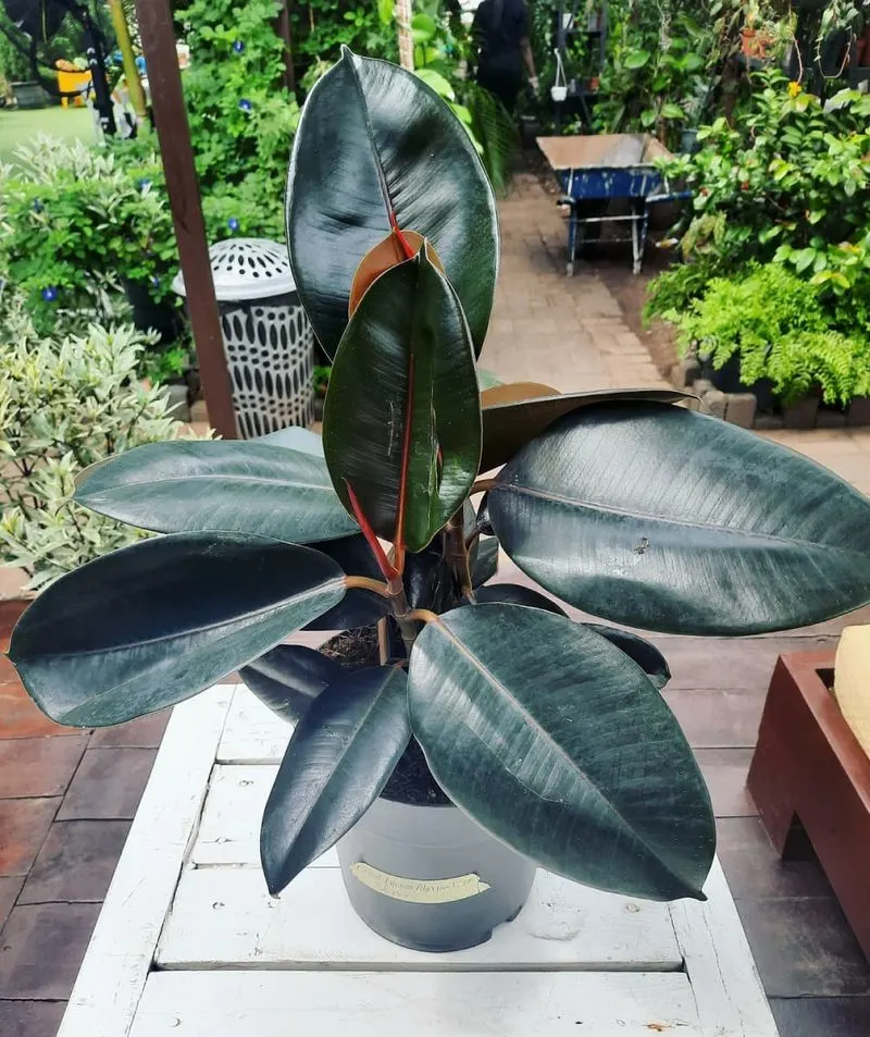 Type 8: The Challenger - Rubber Plant