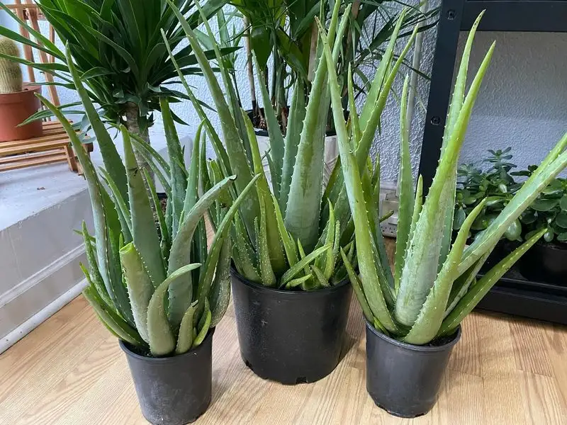 Type 10: The Adventurer - Aloe Vera