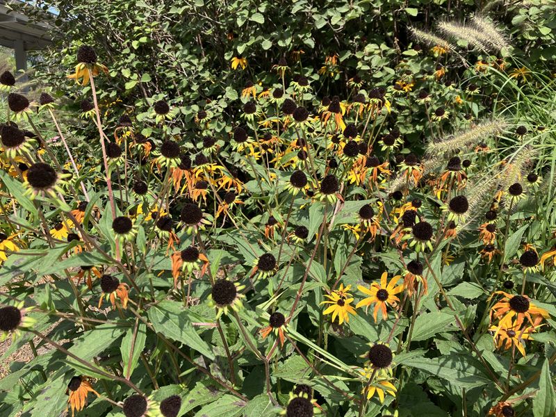 Uncontrolled Plant Growth