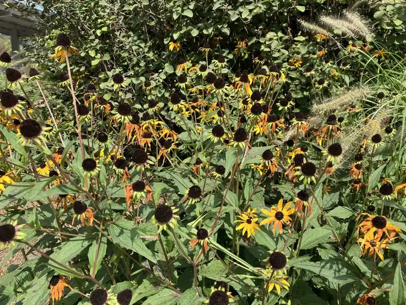 Uncontrolled Plant Growth