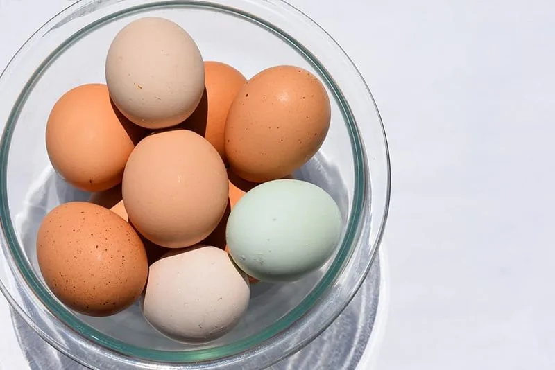 Improper Egg Collection