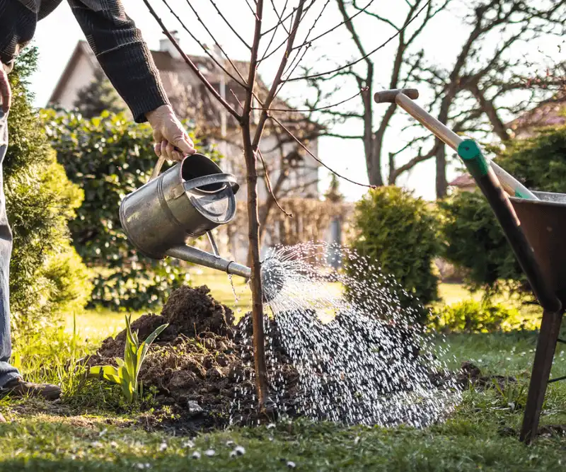 Understand Watering Needs