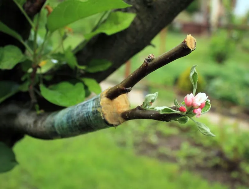 Benefits Beyond Fruit