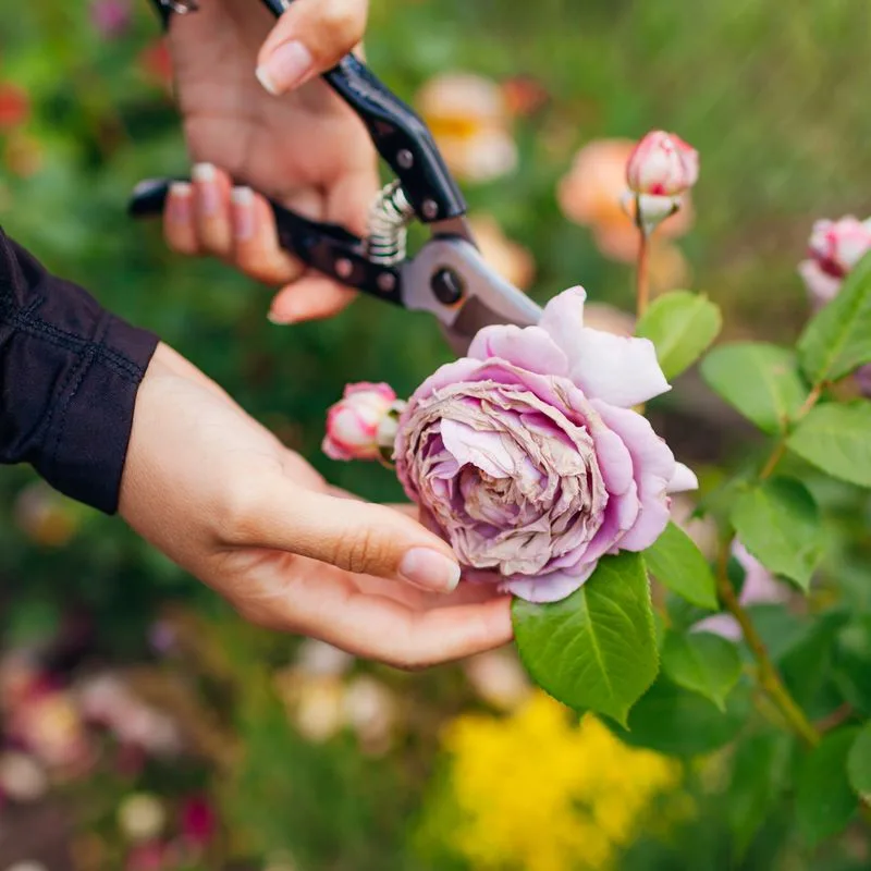 Neglecting Deadheading