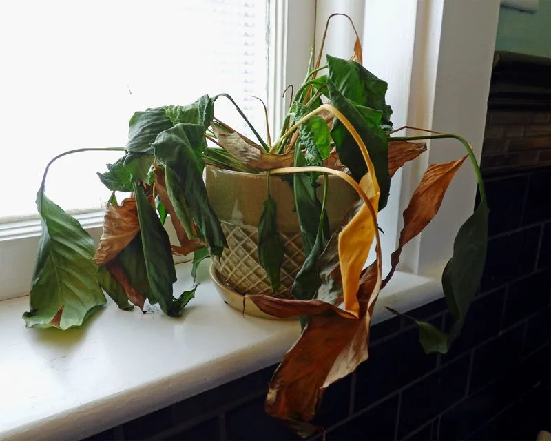 Unexplained Plant Decline
