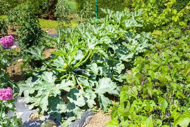 Ignoring Companion Planting