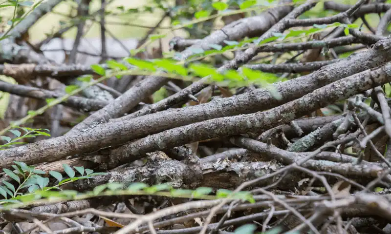 Removing Dead Wood