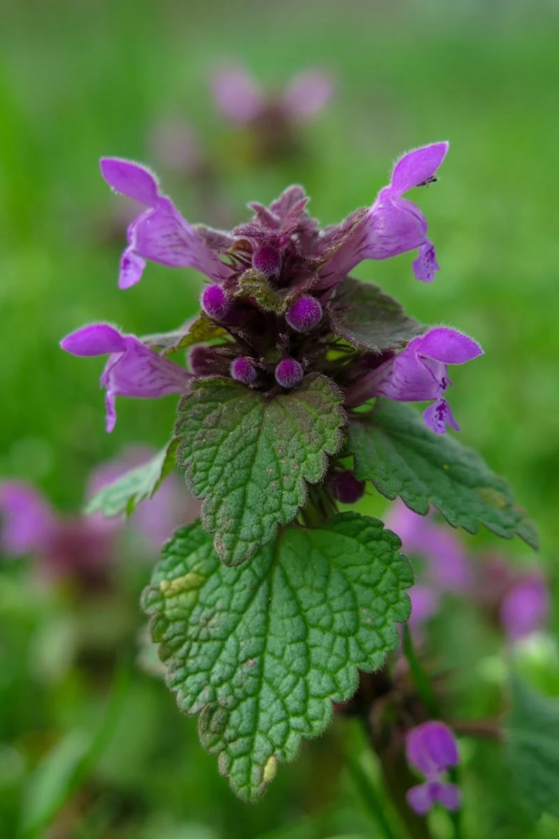 Unique Purple Hue