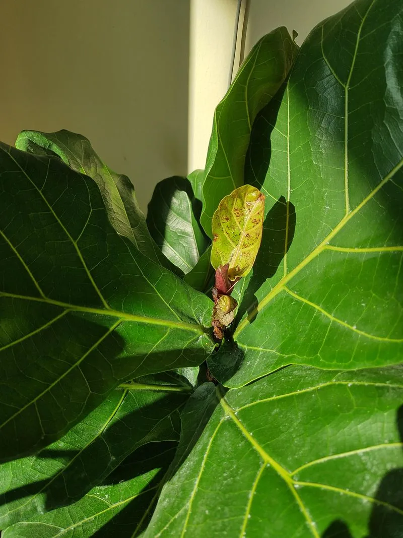No New Growth