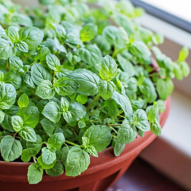 Unpredictable Flavor Shifts