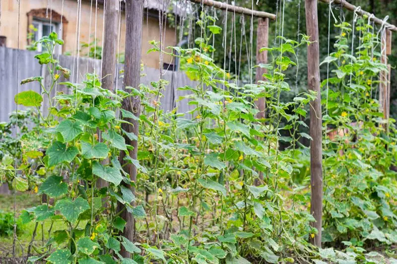 Sparse Stake System