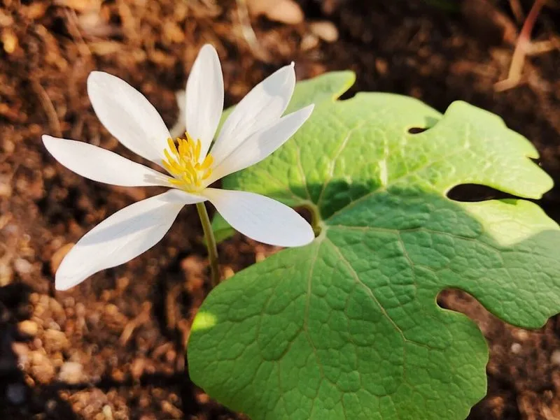Unusual Plant Behavior
