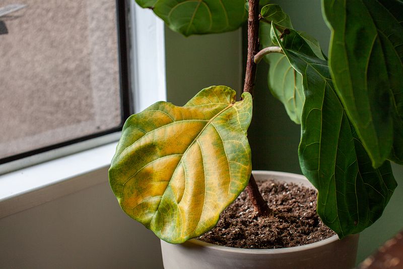 Unusual Plant Wilting