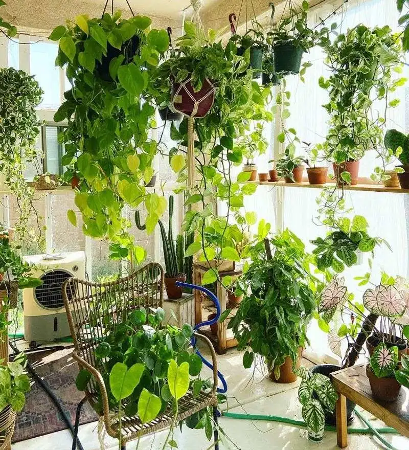Urban Jungle Aesthetic