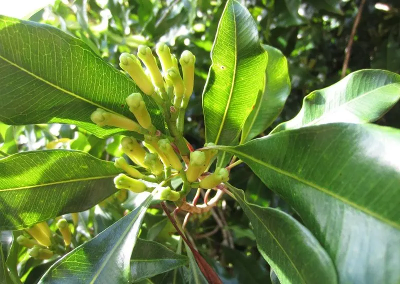 Use Clove Oil