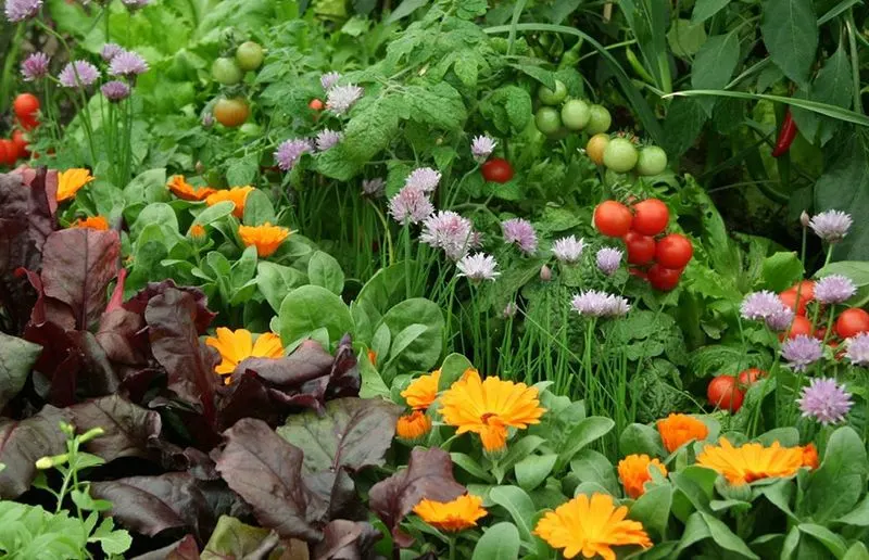 Use Companion Planting