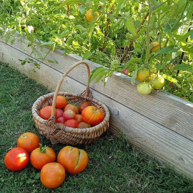 Use Mulch to Retain Moisture