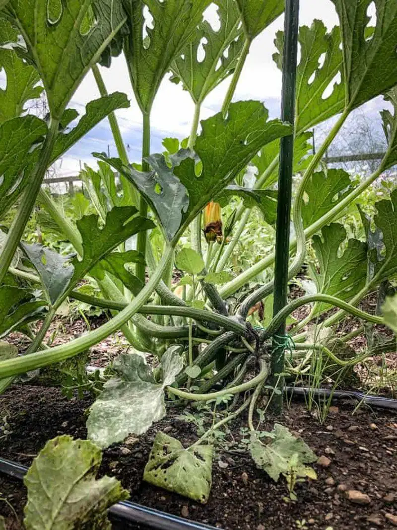 Use Mulch to Retain Moisture