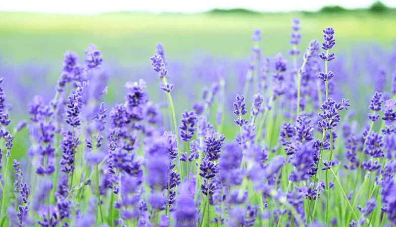 Use Natural Scent Repellents