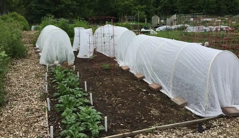 Utilize Protective Row Covers