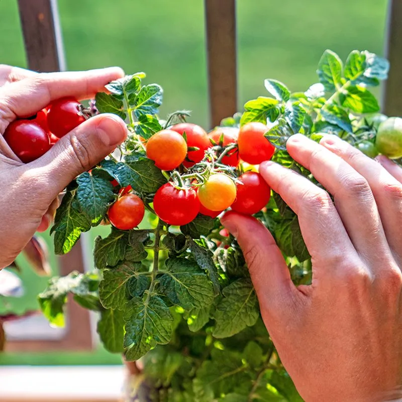 Using Baking Soda for Sweeter Tomatoes