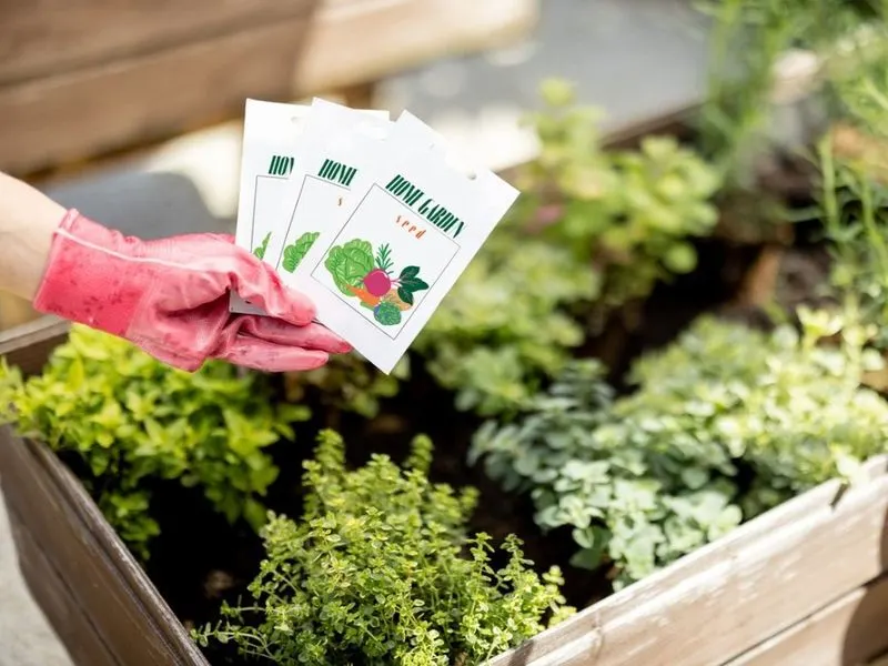 Using Cheap or Old Seeds