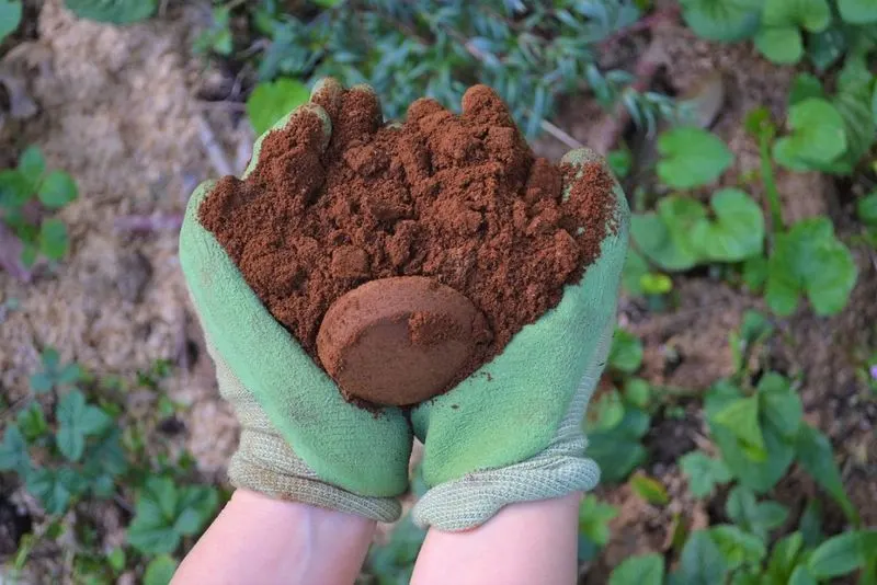 Using Coffee Grounds