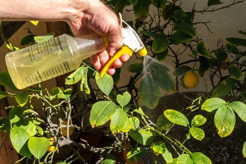 Using Commercial Pesticides