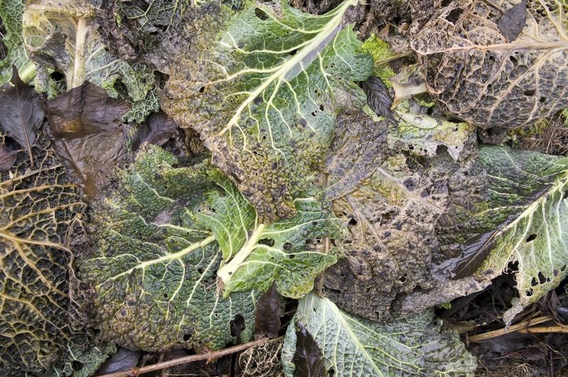 Using Diseased Plants