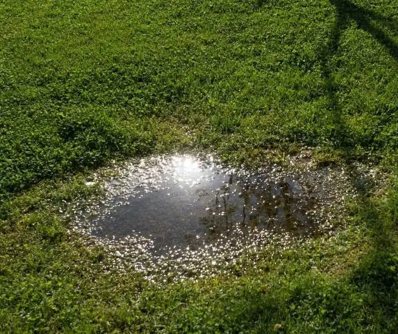 Overwatering the Lawn