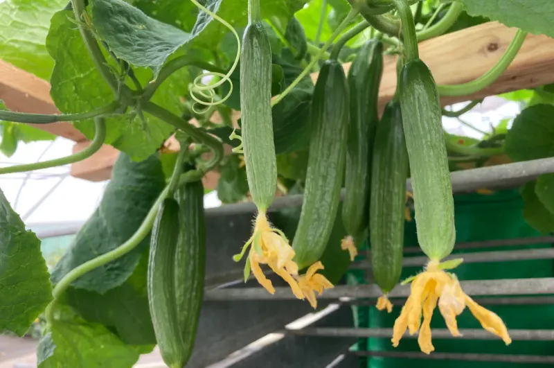 Using Inadequate Soil