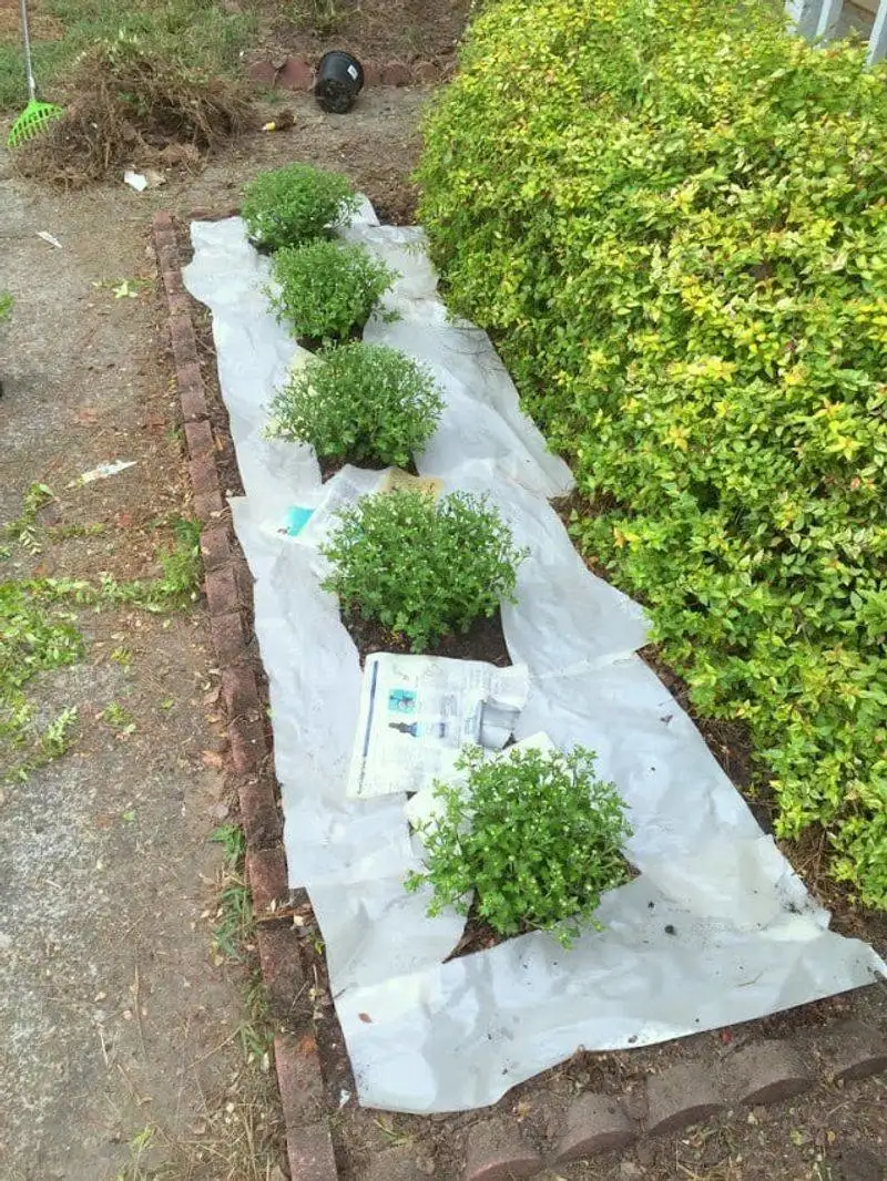 Using Newspaper for Weed Barrier