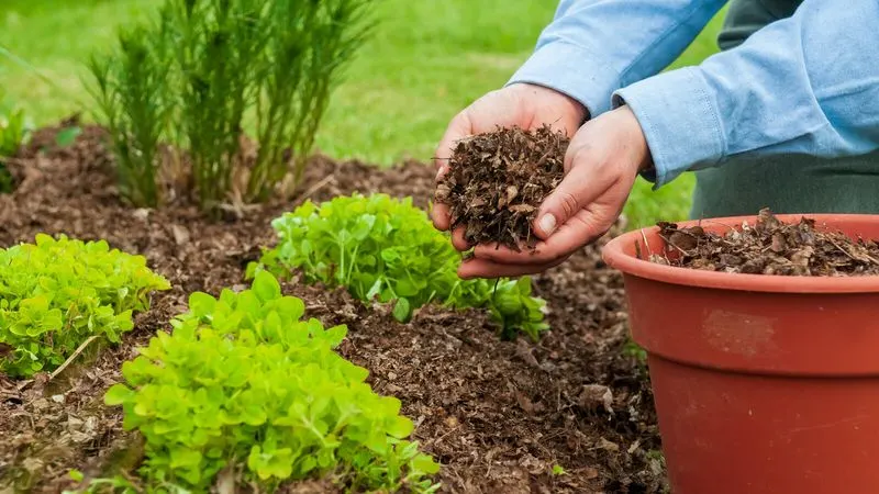 Applying Mulch at Wrong Time