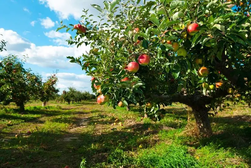 Consideration of Microclimate