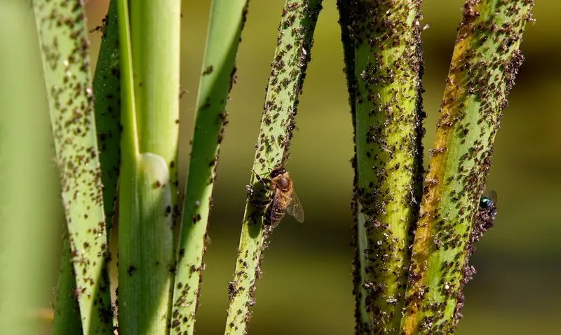 Ignoring Pests