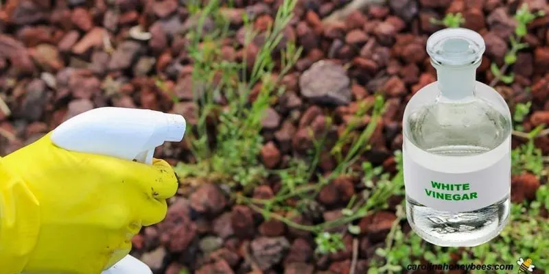 Using Vinegar as a Weed Killer