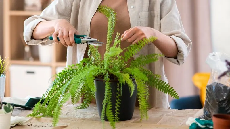 Improper Pruning