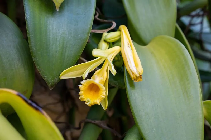 Vanilla Orchid