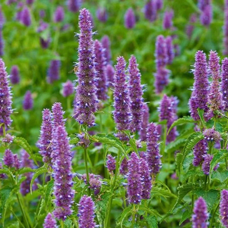 Patchouli