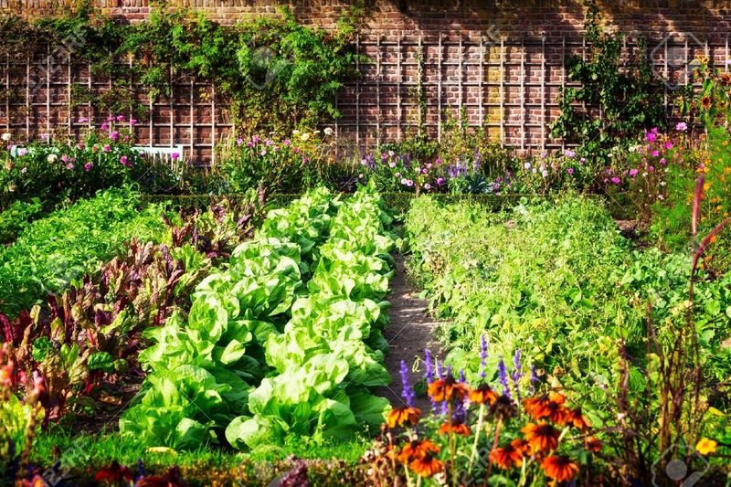 Vegetable Patch