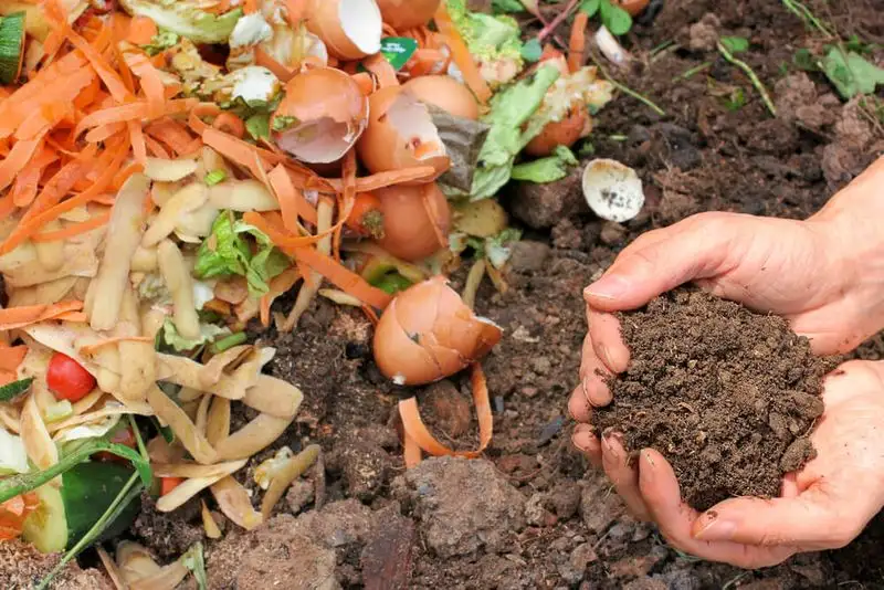 Vegetable Scraps Composting