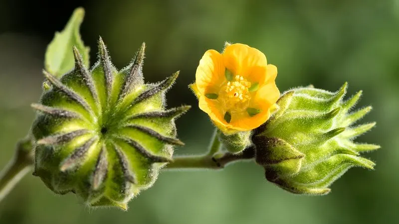 Velvet Leaf (Abutilon grandifolium)