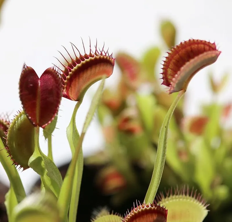 Venus Flytrap