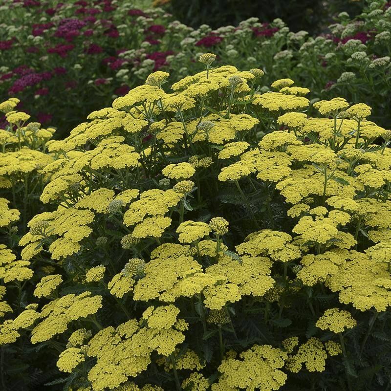 Yarrow