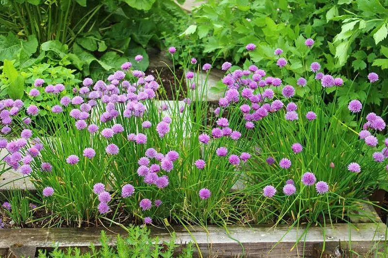 Chives