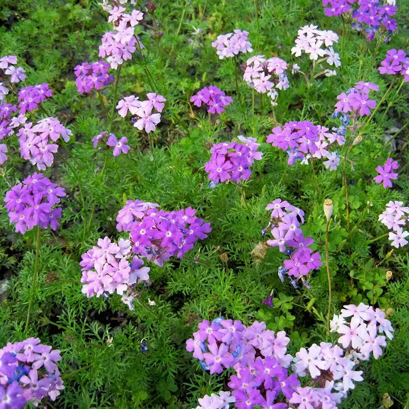 Verbena