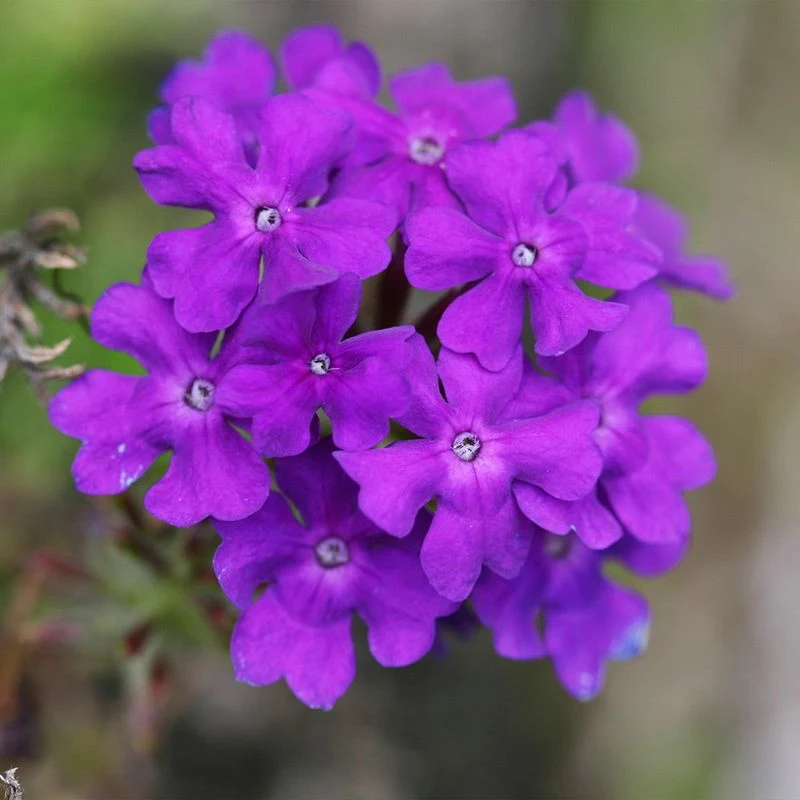 Verbena
