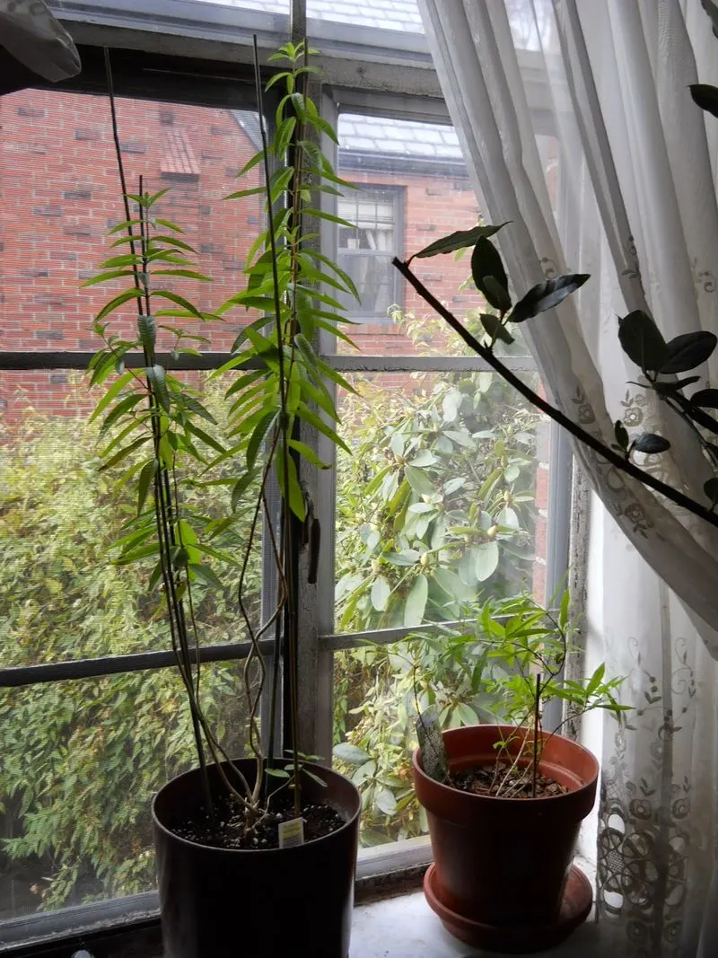 Verbena