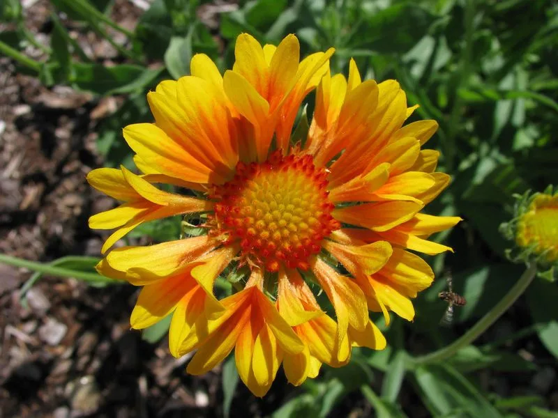 Versatile Planting Options