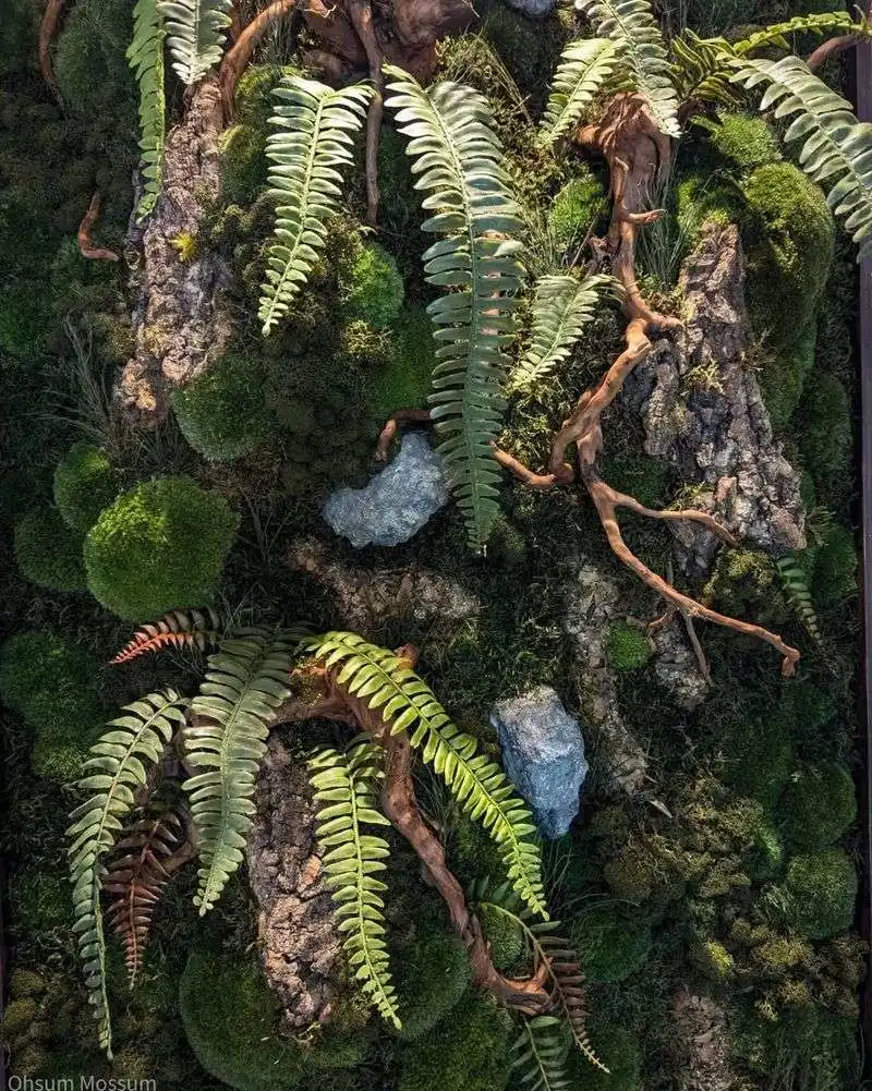 Fern Cascade